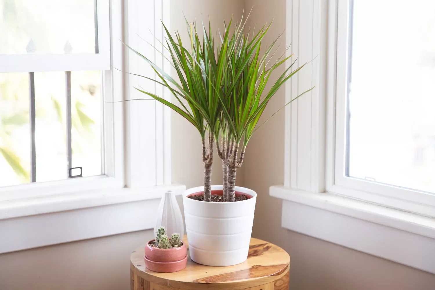 30 Beautiful Indoor Plants That Will Transform Your Home Into a Green Paradise 23 Dragon Tree