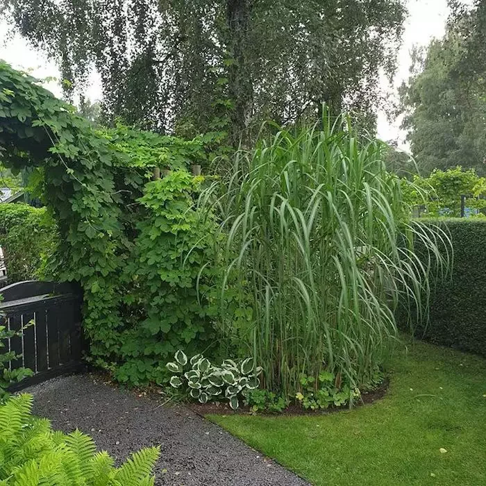 82 Stunning Front Yard Landscaping Ideas to Transform Your Home's Curb Appeal This Spring Dramatic Privacy Grass