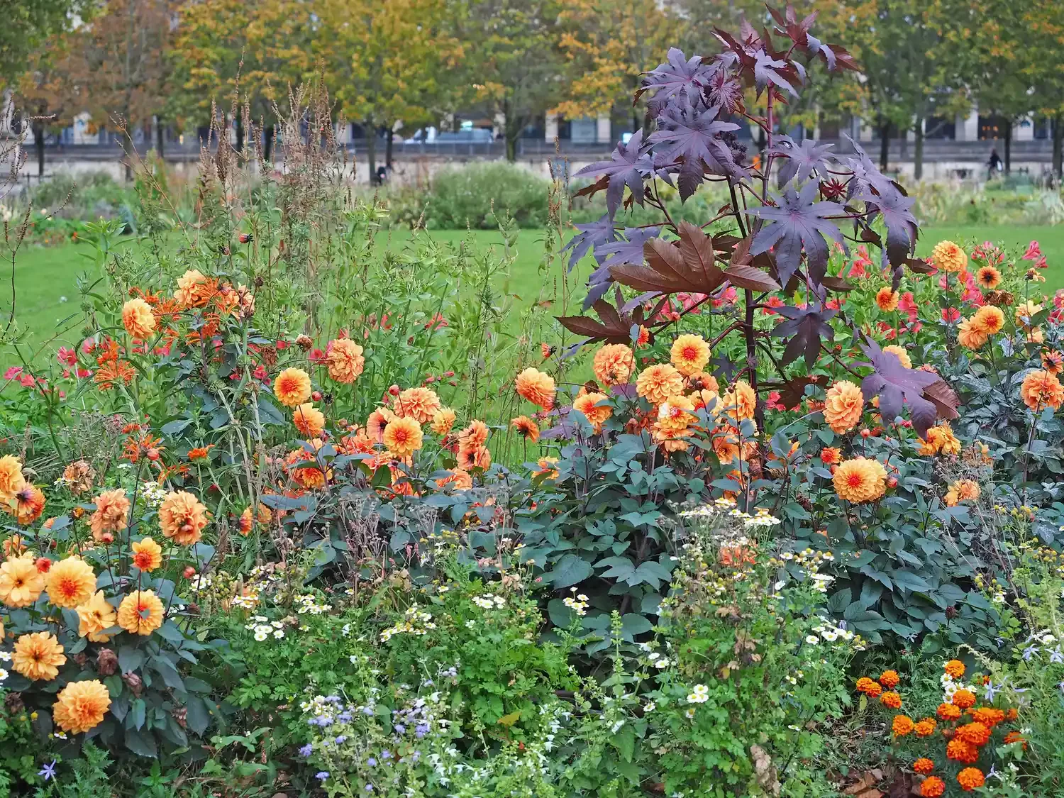 30 Stunning Fall Decor Ideas to Transform Your Outdoor Space Into an Autumn Paradise 12 Dress Up Your Garden Beds With Dahlias