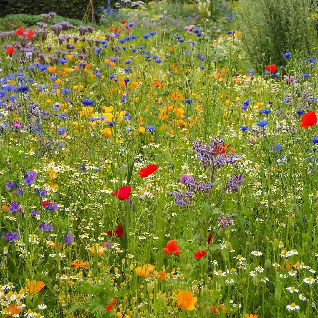 12 Water-Smart Landscaping Ideas for Your Home Drought-Tolerant Annuals