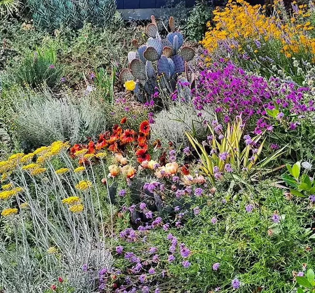 82 Stunning Front Yard Landscaping Ideas to Transform Your Home's Curb Appeal This Spring Drought-Tolerant Cottage Garden