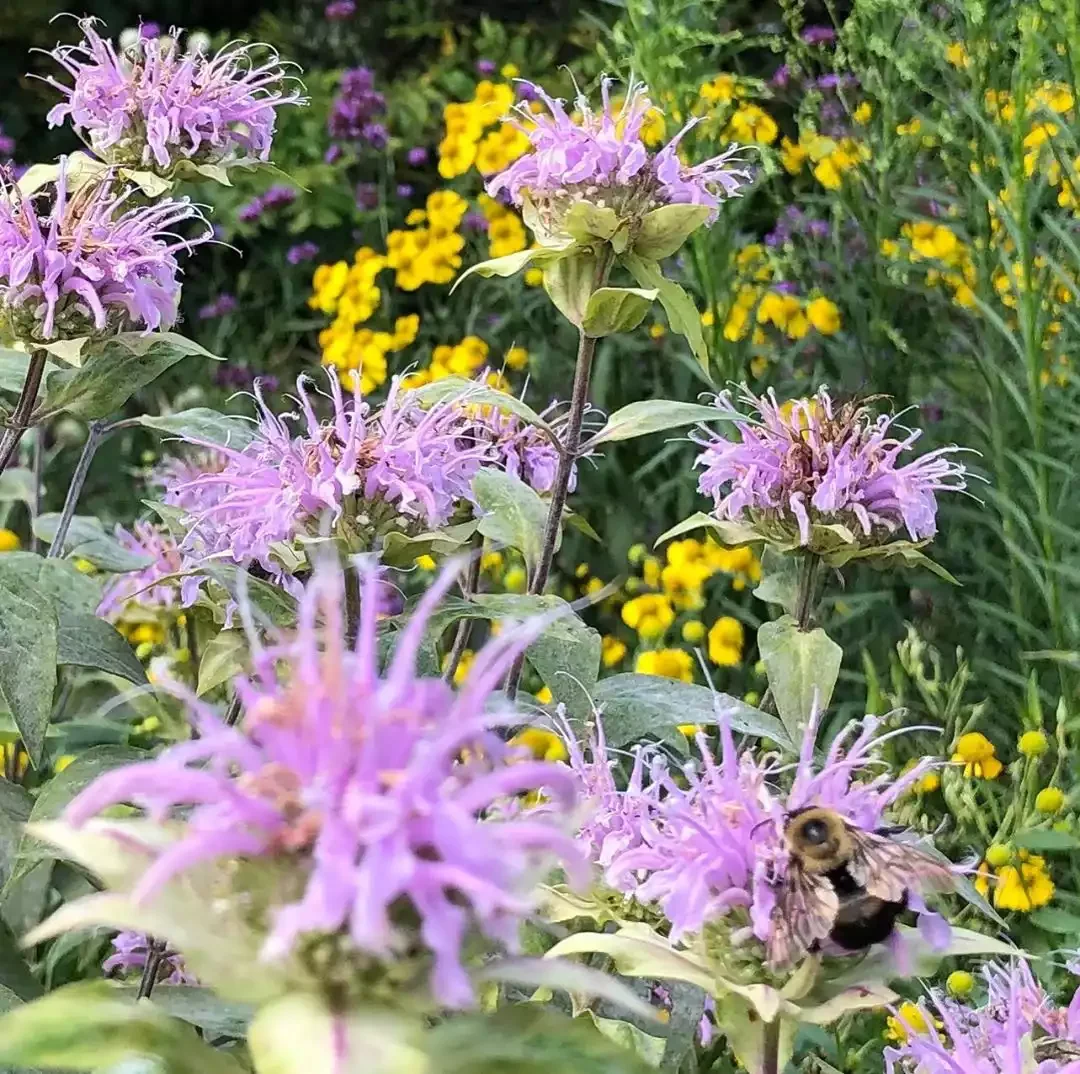 12 Water-Smart Landscaping Ideas for Your Home Drought-Tolerant Perennial Plantings for Pollinators