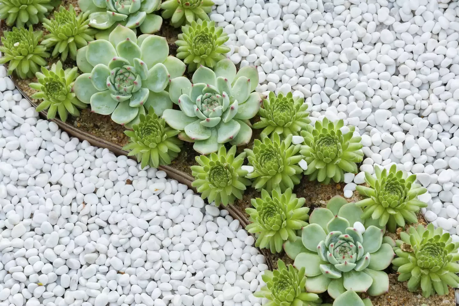 16 Pool Landscaping Ideas That Transform Your Area Drought-Tolerant Plants