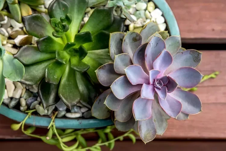 30 Beautiful Indoor Plants That Will Transform Your Home Into a Green Paradise 13 Echeveria