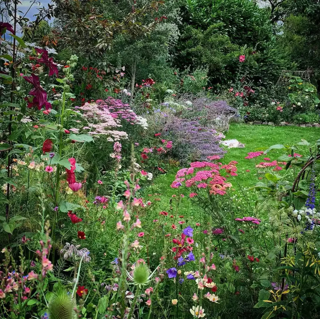 15 Stunning Wildflower Garden Designs to Transform Your Backyard Into a Natural Paradise Embrace Wild and Crazy Color