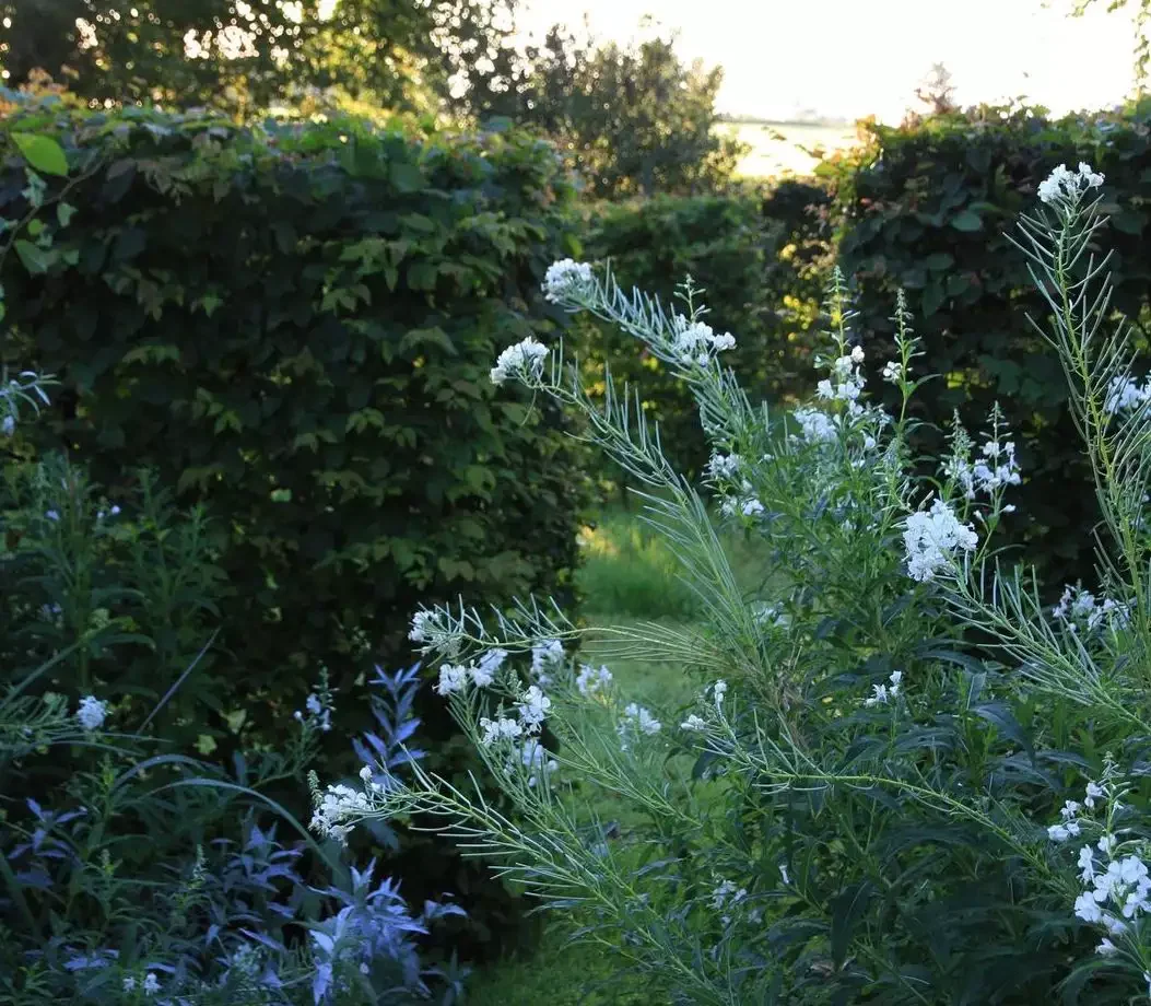 37 Stunning Flower Bed Designs That Will Transform Your Garden Embrace the Magic of White Flowers