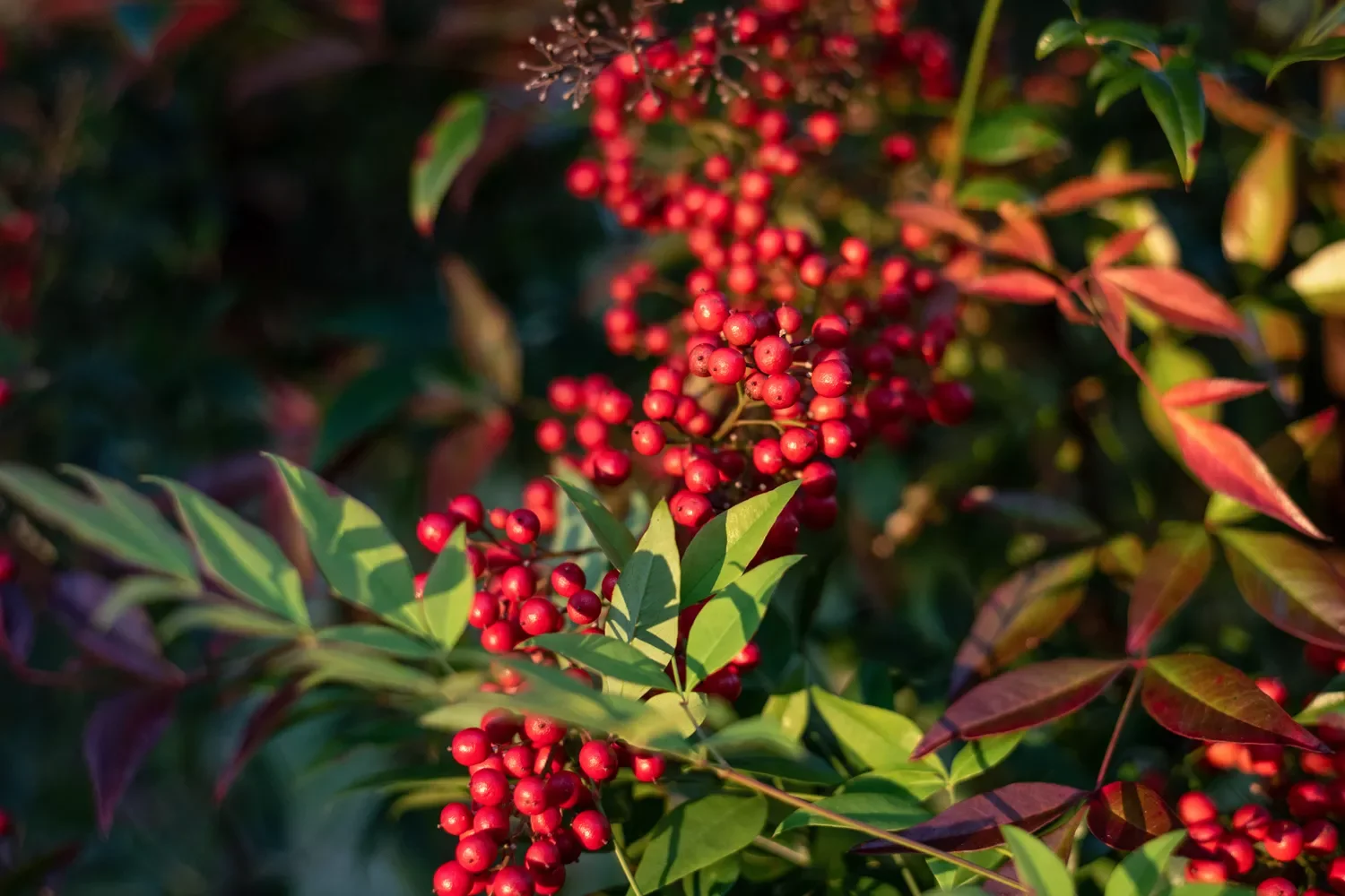 22 Cold-Season Garden Projects That Will Transform Your Outdoor Space This Winter 14 Enjoy Winter Interest Plants
