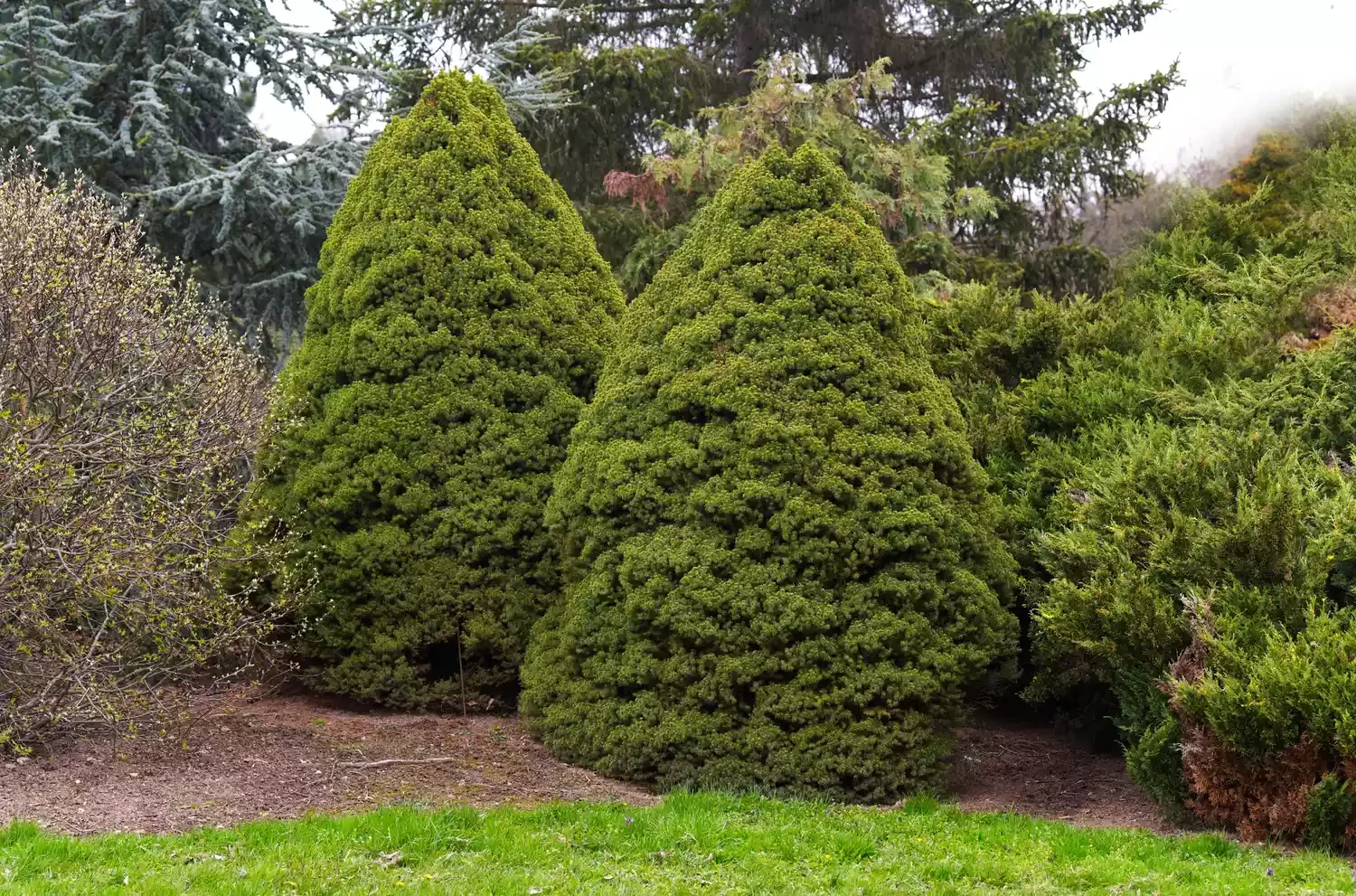 6 Creative Ways to Design Your Property Boundaries Evergreen Trees for Windbreaks