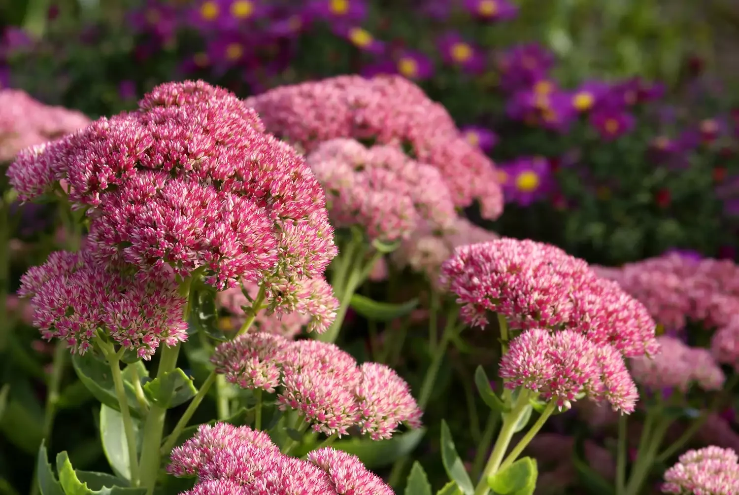 30 Stunning Fall Decor Ideas to Transform Your Outdoor Space Into an Autumn Paradise 18 Feature Hardy Sedum