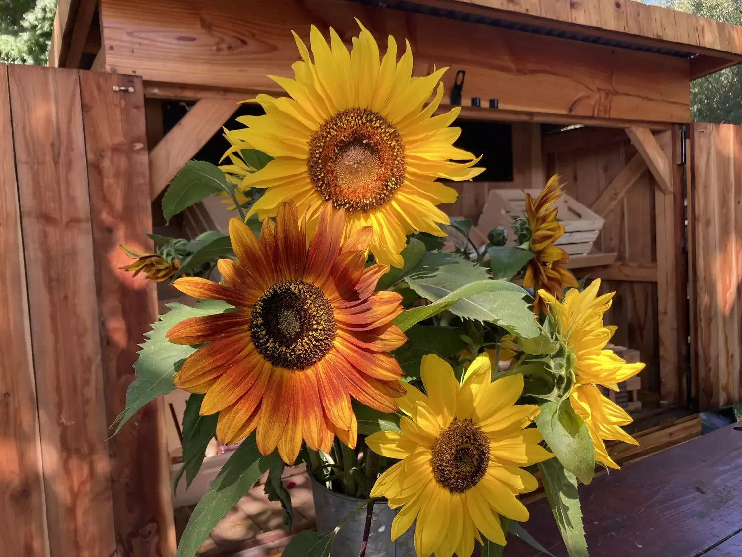30 Stunning Fall Decor Ideas to Transform Your Outdoor Space Into an Autumn Paradise 9 Feature Sunflowers