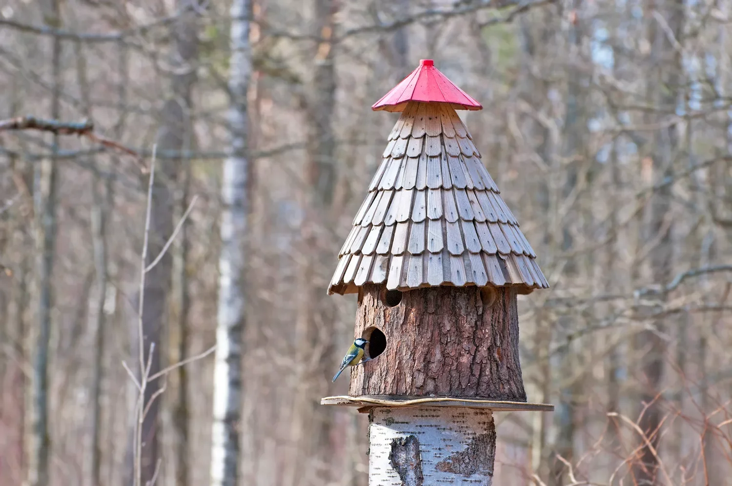 Feed the Birds