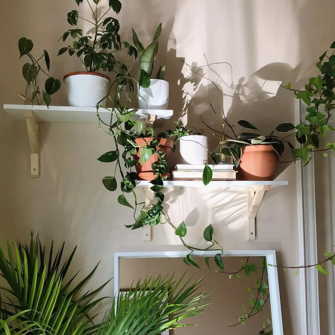 15 Creative Plant Display Ideas That'll Transform Your Home Into a Green Paradise 12 Fill an Empty Corner in Any Room