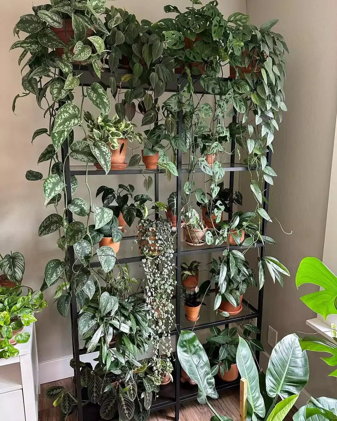 15 Creative Plant Display Ideas That'll Transform Your Home Into a Green Paradise 11 Fill the Top of Your Shelf With Hanging Plants