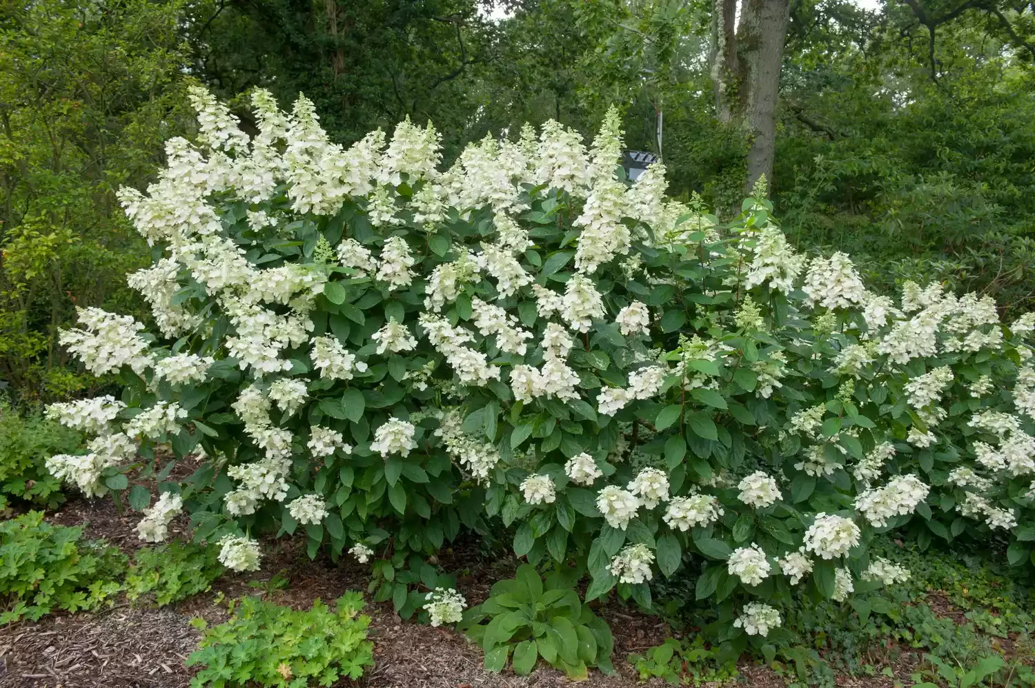 Find the Right Shrubs