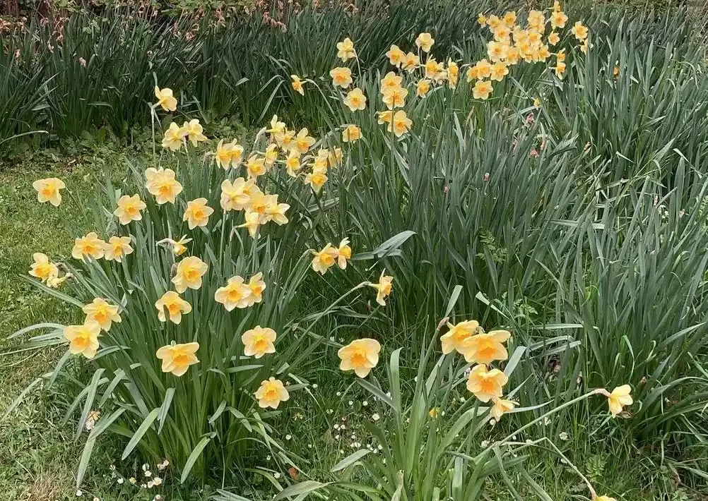 37 Stunning Flower Bed Designs That Will Transform Your Garden For Spring Ease, Use Daffodils
