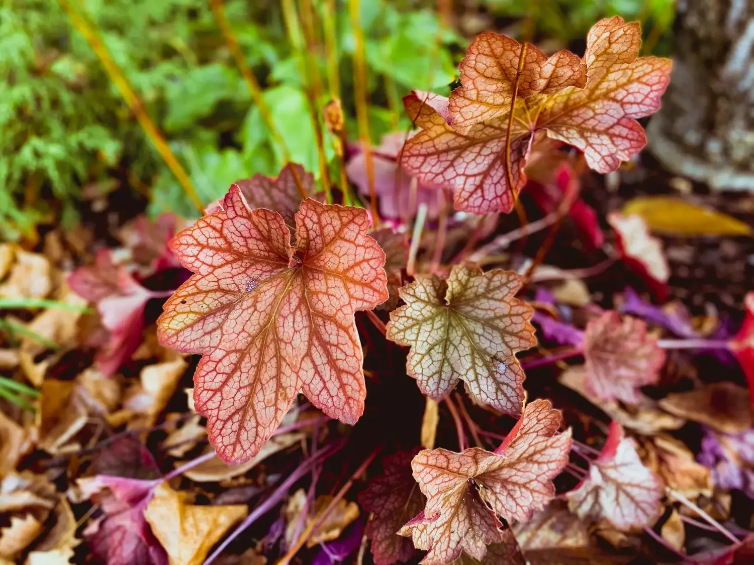 30 Stunning Fall Decor Ideas to Transform Your Outdoor Space Into an Autumn Paradise 19 Forego Blooms for Colorful Foliage