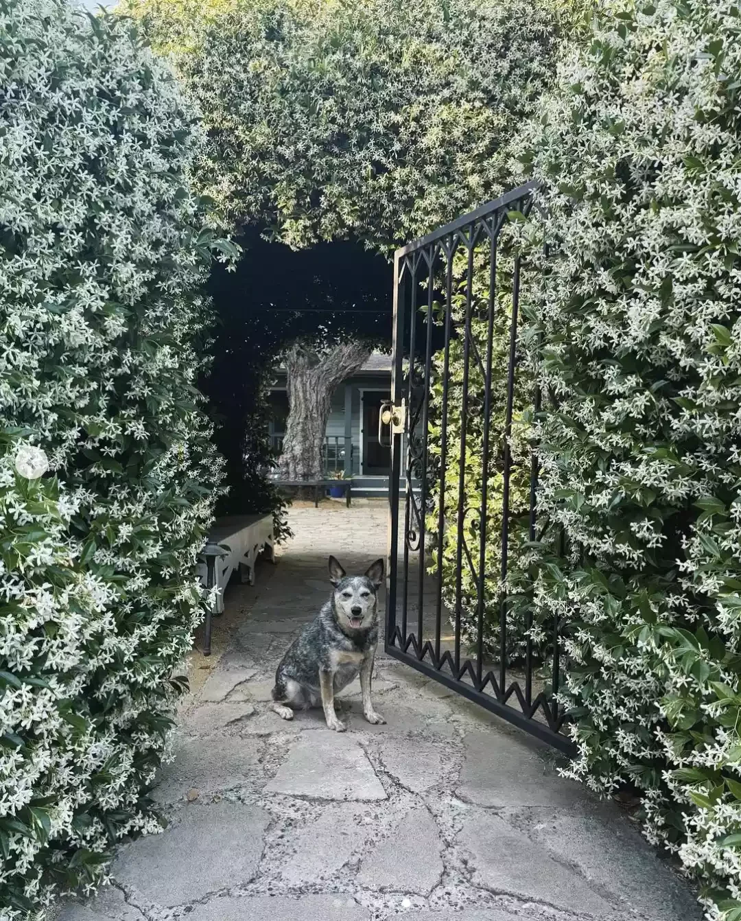 60 Garden Decor Ideas That Transform Your Outdoor Space Form a Floral Tunnel