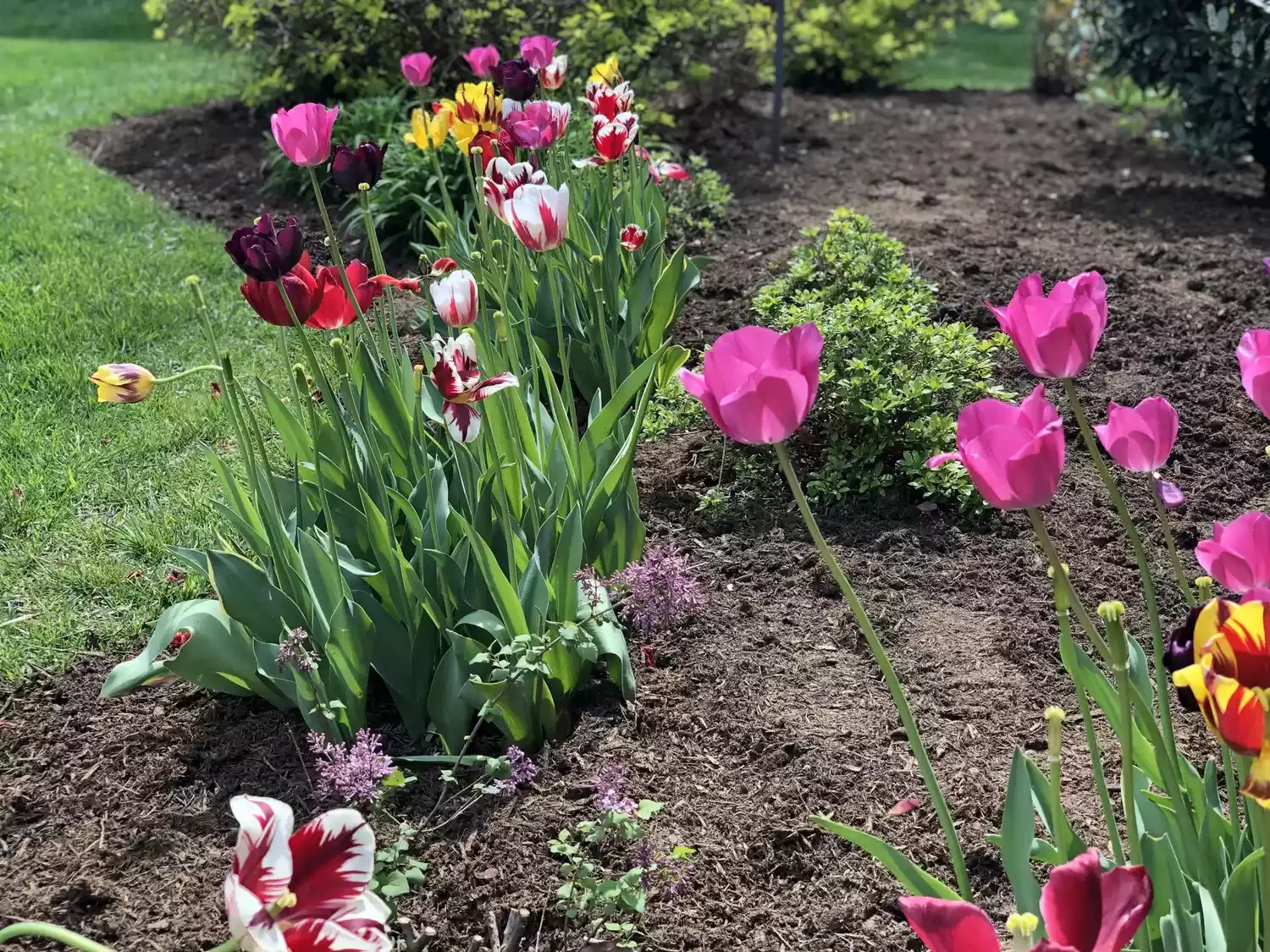 82 Stunning Front Yard Landscaping Ideas to Transform Your Home's Curb Appeal This Spring Fresh Dark Mulch in the Front Yard