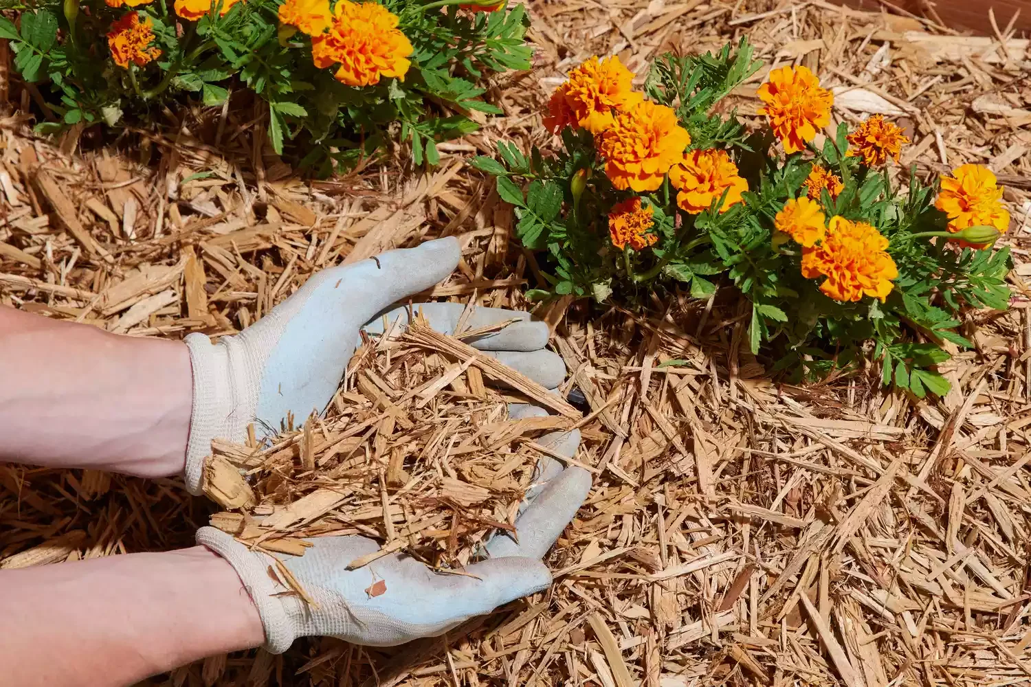43 Budget-Friendly Backyard Makeover Ideas That Look Expensive 39 Freshen the Mulch
