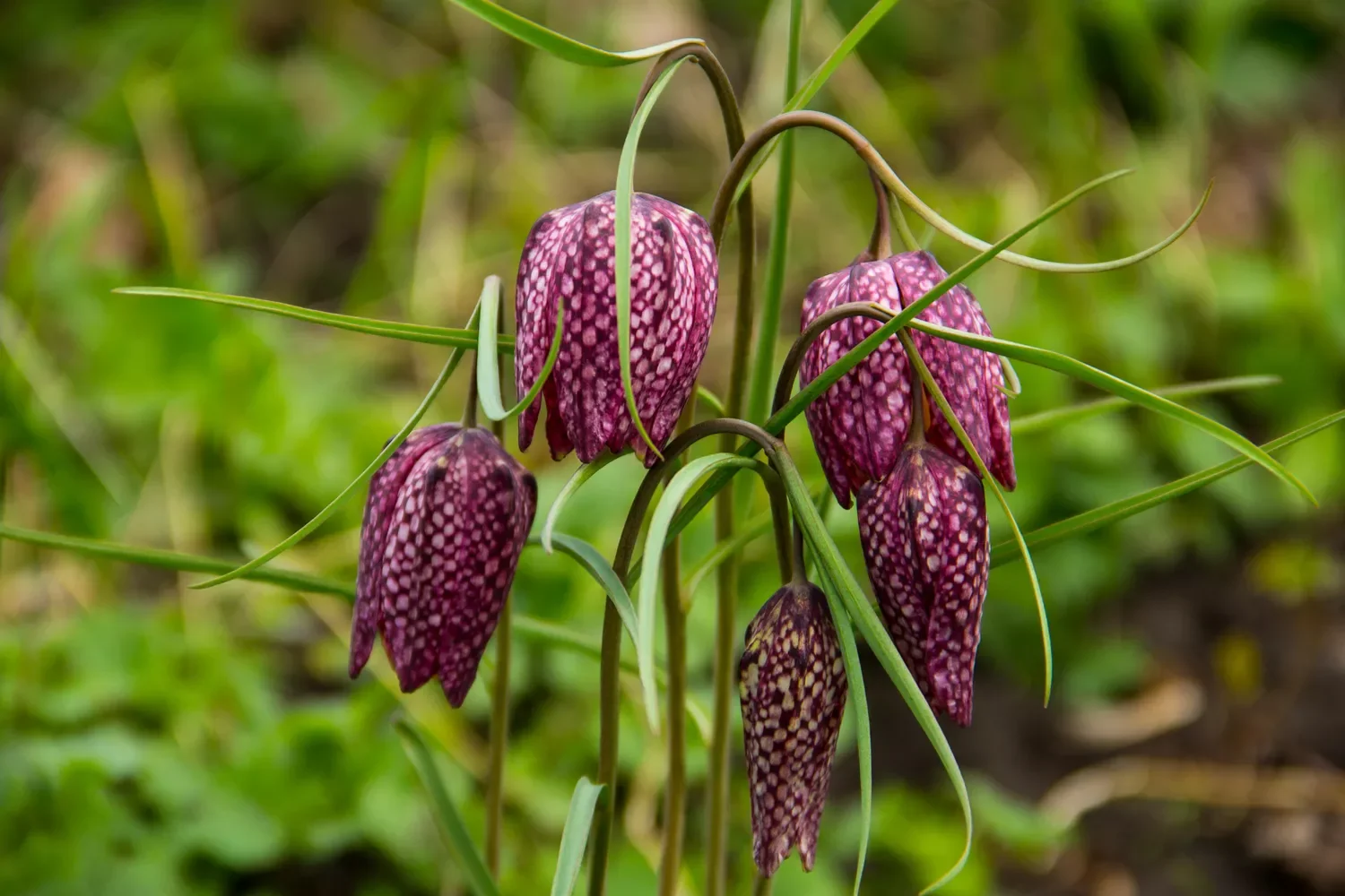 12 Spring Bulb Garden Ideas That Will Transform Your Outdoor Space This Year Fritillaria