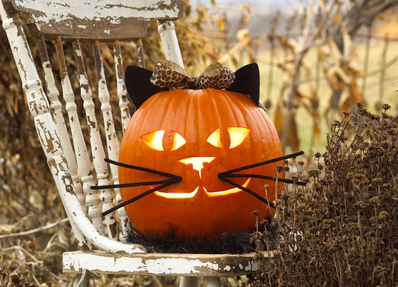 18 Fun Pumpkin-Carving Projects Perfect for Your Kids 16 Fun Cat Pumpkin