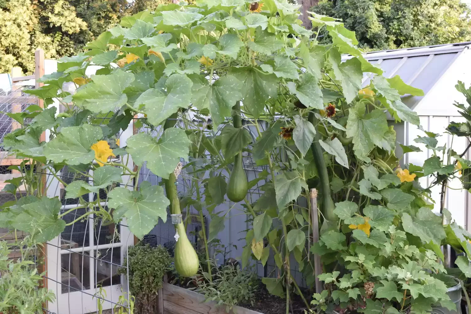 13 Beautiful DIY Garden Arch Projects to Transform Your Outdoor Space Garden Arch with Cattle Panel Trellis