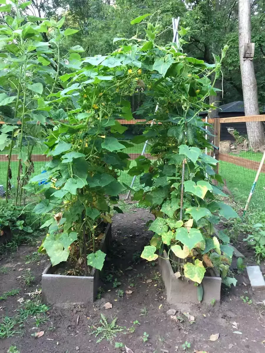 13 Beautiful DIY Garden Arch Projects to Transform Your Outdoor Space Garden Archway Trellis