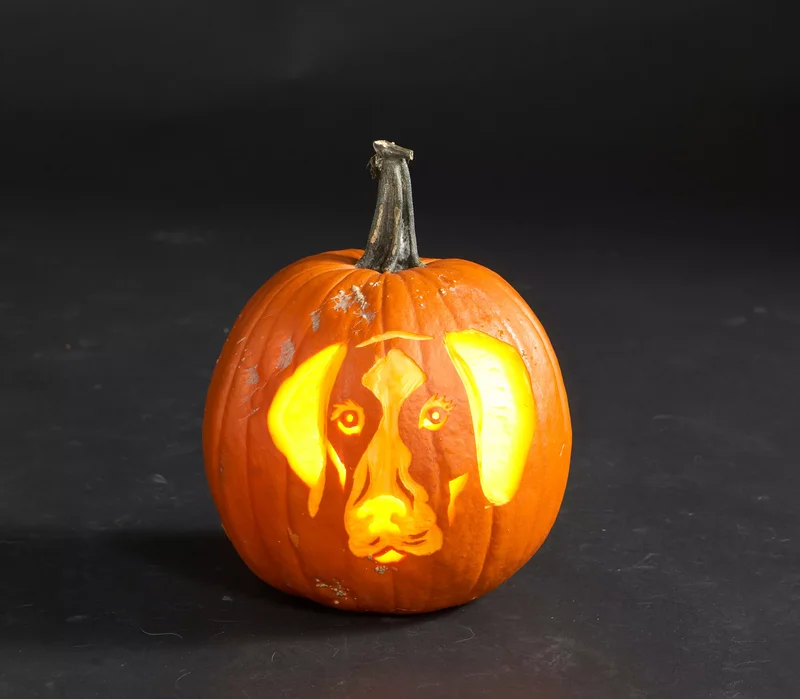 23 Canine Pumpkin Carving Templates That Are Free & Fun 16 German Shorthaired Pointer Pumpkin
