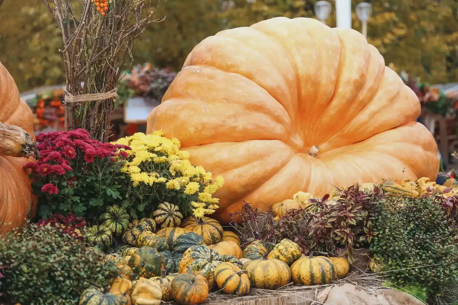 30 Stunning Fall Decor Ideas to Transform Your Outdoor Space Into an Autumn Paradise 28 Get Gourdy With It