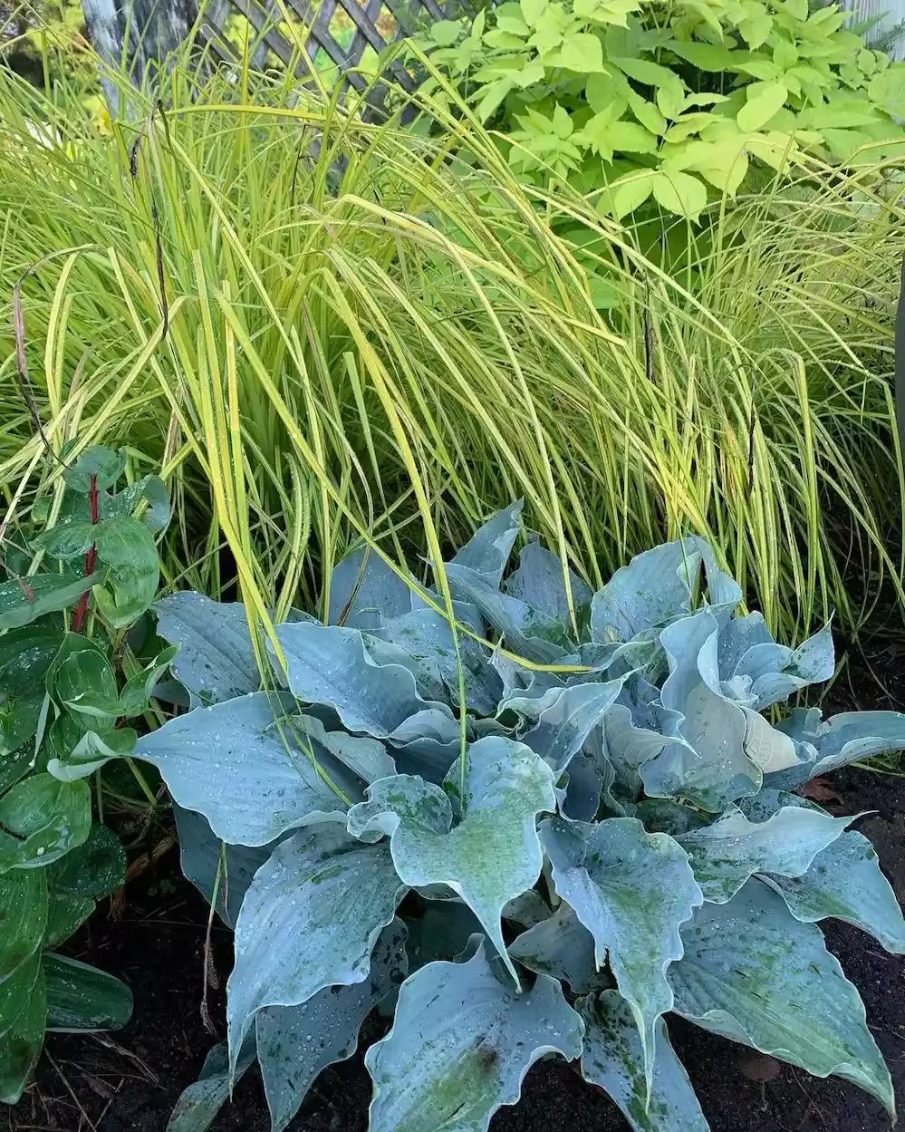14 Stunning Hosta Garden Ideas That Will Transform Your Outdoor Space Get a Cohesive Look With Solid Colors