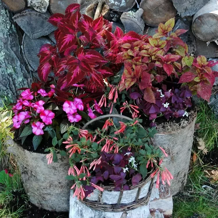30 Stunning Fall Decor Ideas to Transform Your Outdoor Space Into an Autumn Paradise 6 Go Rustic With Birch Log Containers