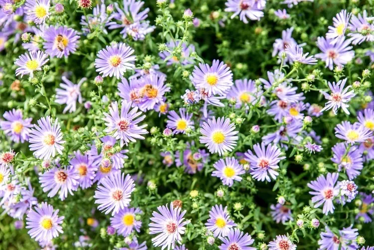30 Stunning Fall Decor Ideas to Transform Your Outdoor Space Into an Autumn Paradise 23 Go for Asters
