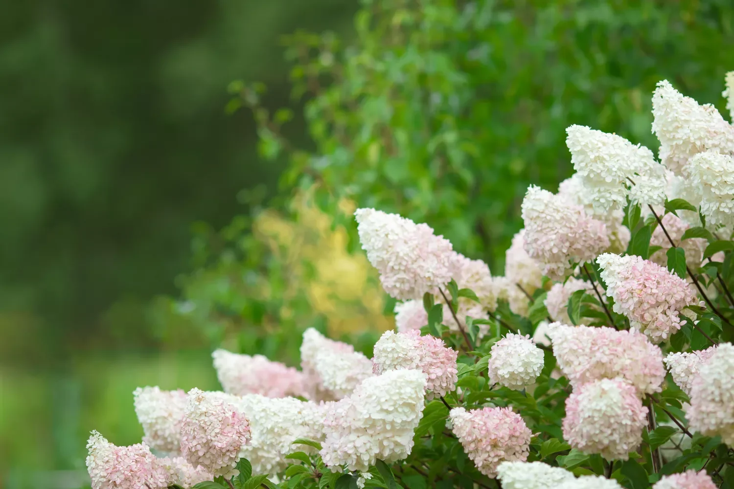 Go for Easy Elegance With Panicle Hydrangeas
