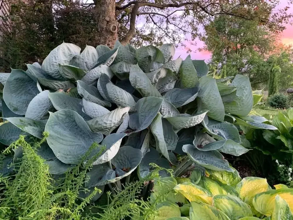 14 Stunning Hosta Garden Ideas That Will Transform Your Outdoor Space Go for Giant Hostas
