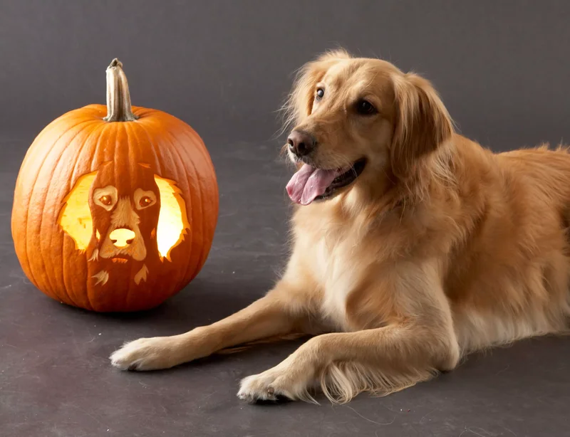 23 Canine Pumpkin Carving Templates That Are Free & Fun 2 Golden Retriever Pumpkin