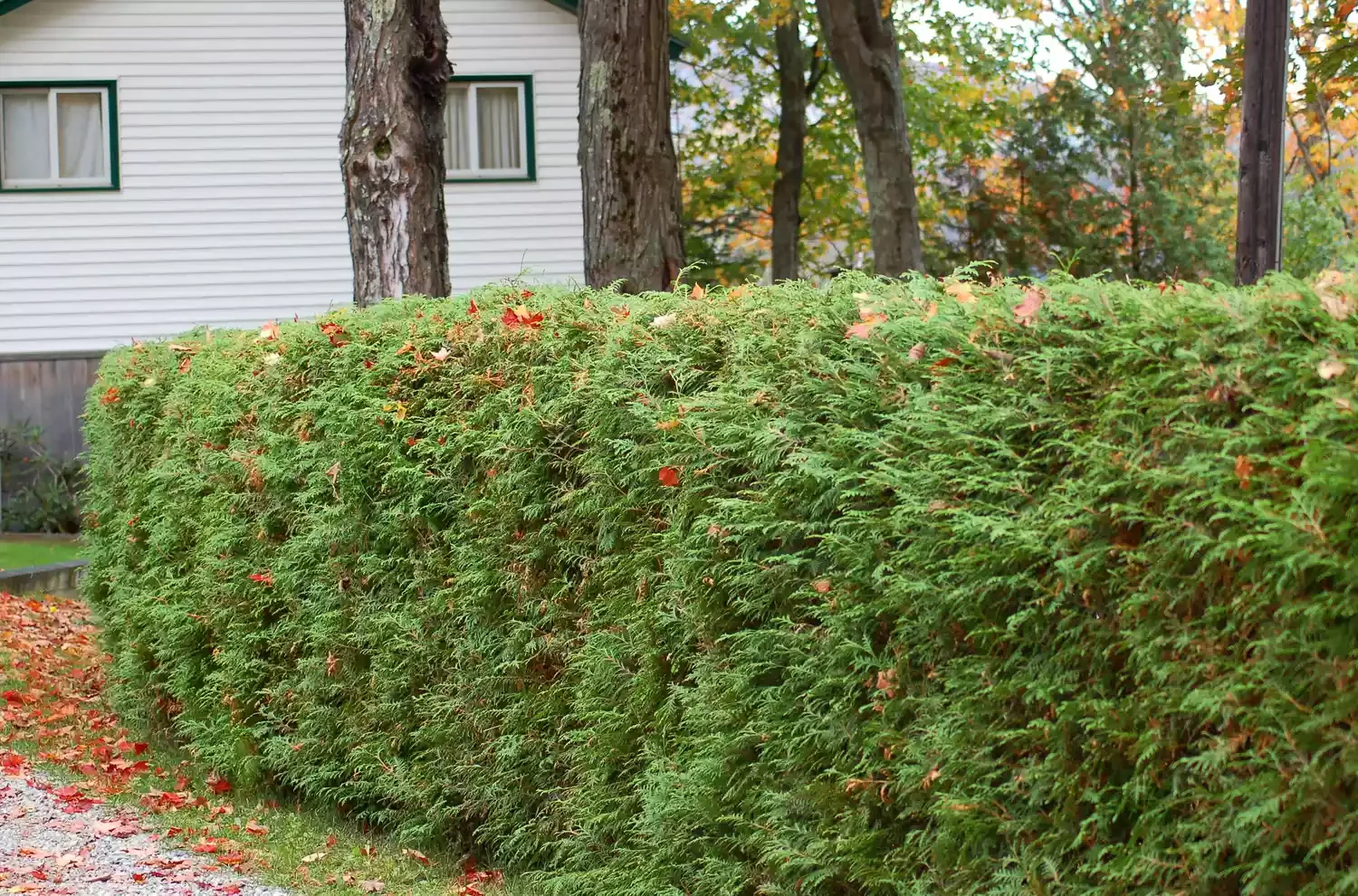 6 Creative Ways to Design Your Property Boundaries Green or Colorful Evergreen Shrubs