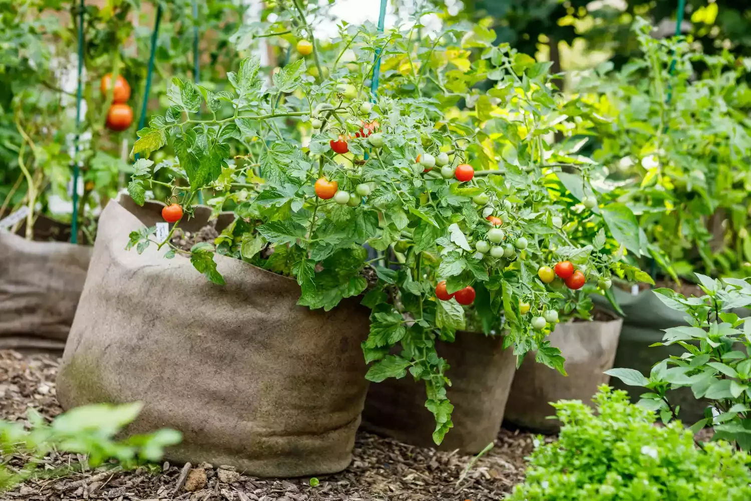 10 Raised Garden Bed Ideas That Maximize Small Spaces Grow Bags