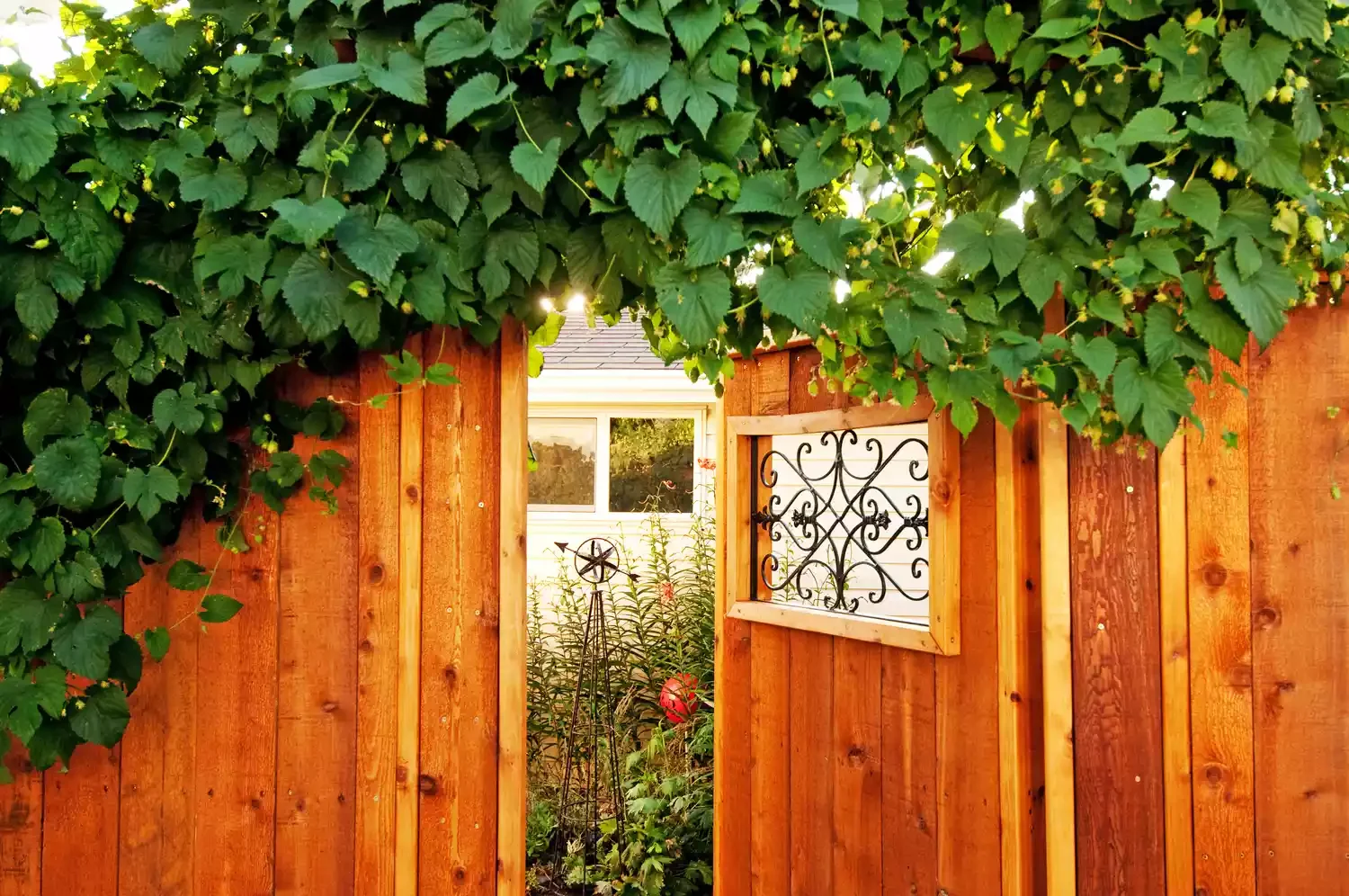 Grow Climbing Hops on an Arbor Gate