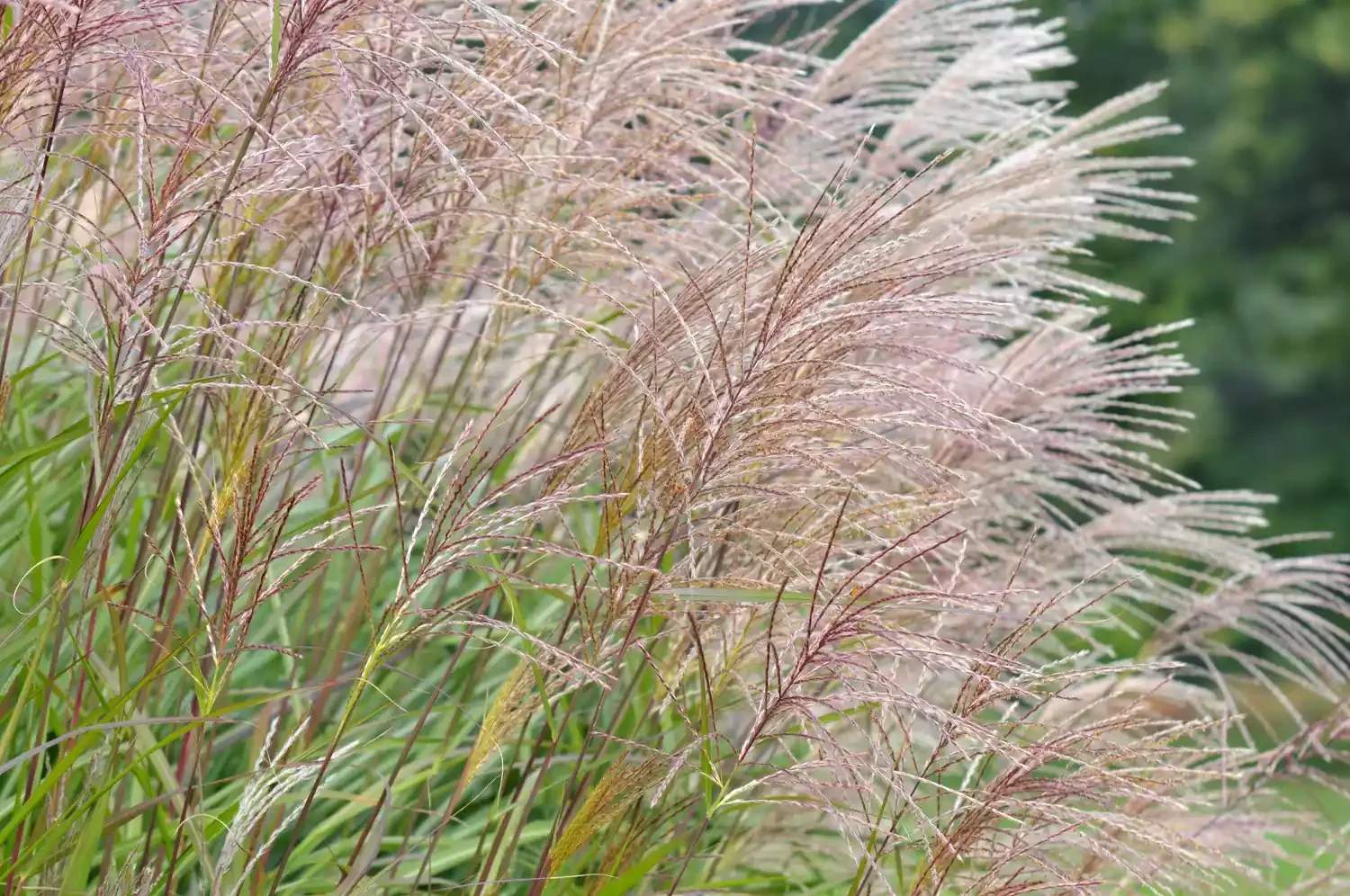 12 Winter Landscape Design Ideas That Keep Your Outdoor Space Colorful and Cozy Grow Tall Grasses