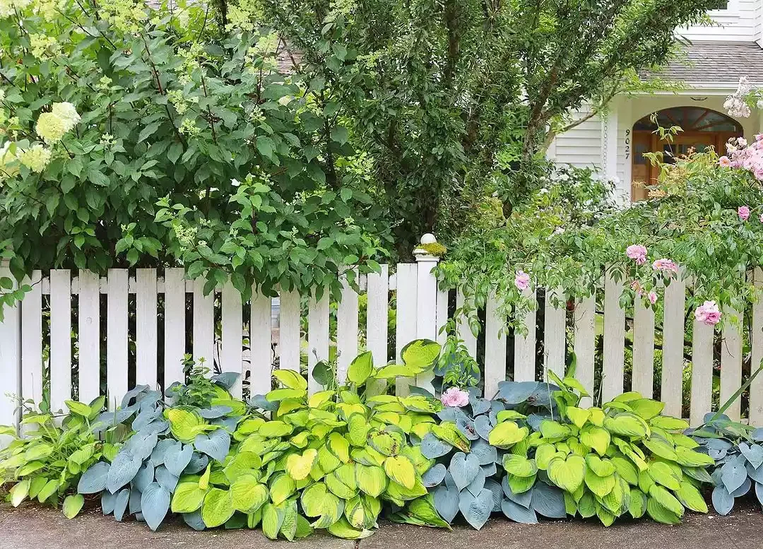 14 Affordable Picket Fence Ideas to Create Classic Charm and Enhanced Privacy in Your Outdoor Space Grow a Garden