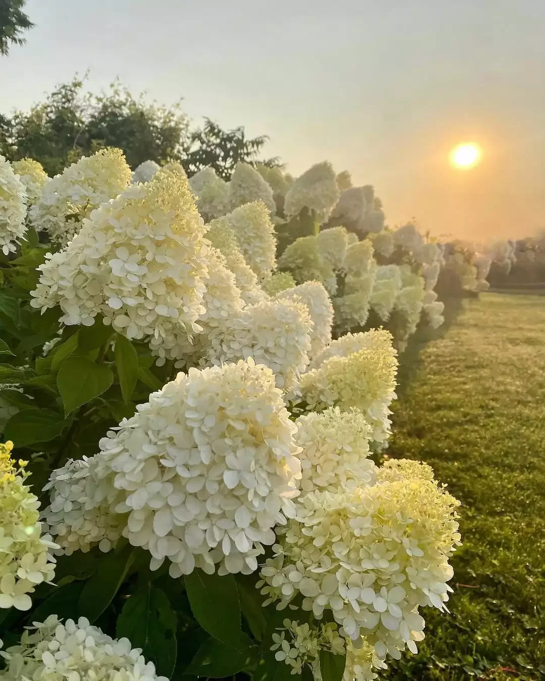 11 Stunning Hydrangea Design Ideas That Will Transform Your Home This Spring Grow a Row of Peegees