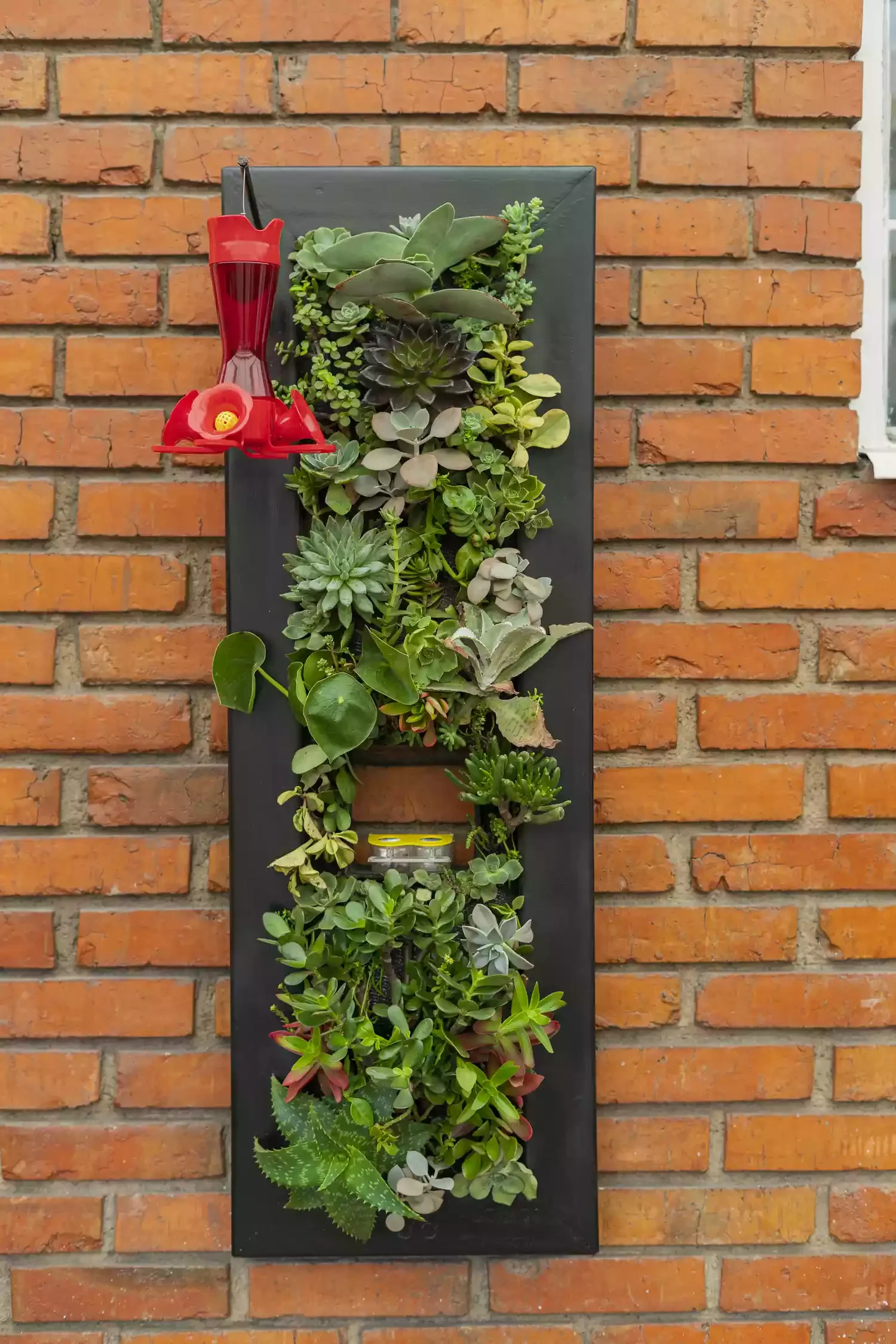 Grow a Succulent Garden in an Old Shutter
