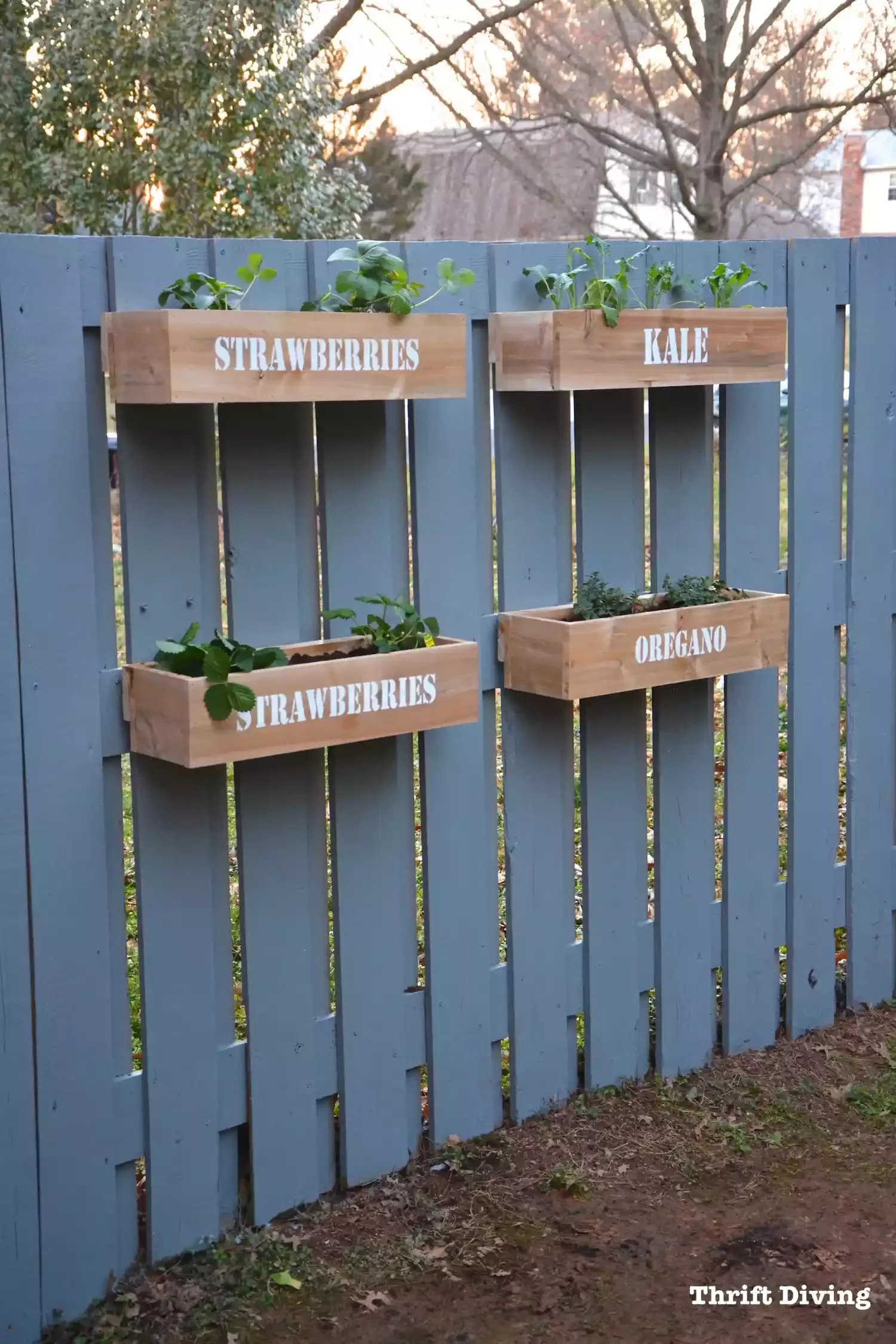 Grow a Vegetable Garden