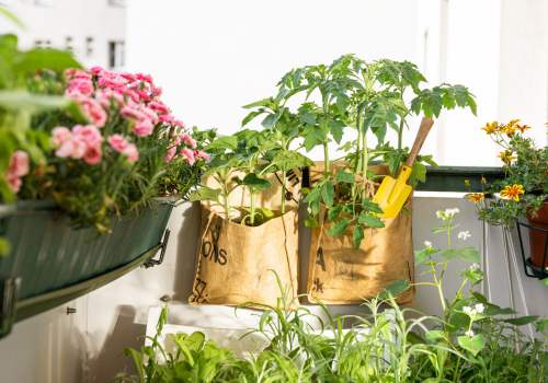 Growing Plants on Balconies