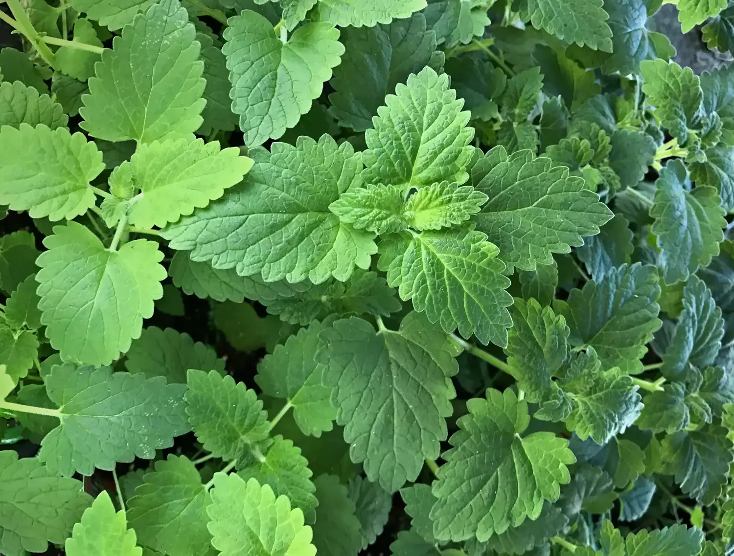 37 Creative Herb Garden Ideas to Transform Your Indoor and Outdoor Spaces Hang Baskets Away from Pet