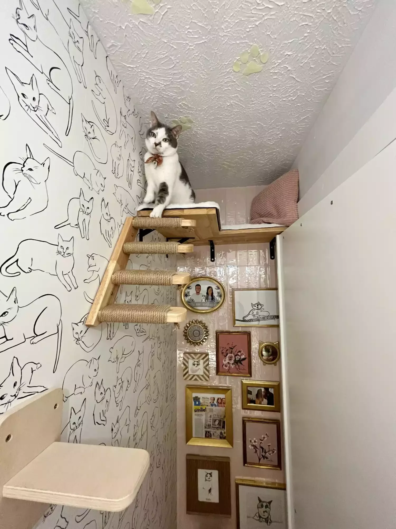25 Stylish Cat Room Ideas That'll Transform Your Home Into a Feline Paradise 14 Hang Some Wallpaper