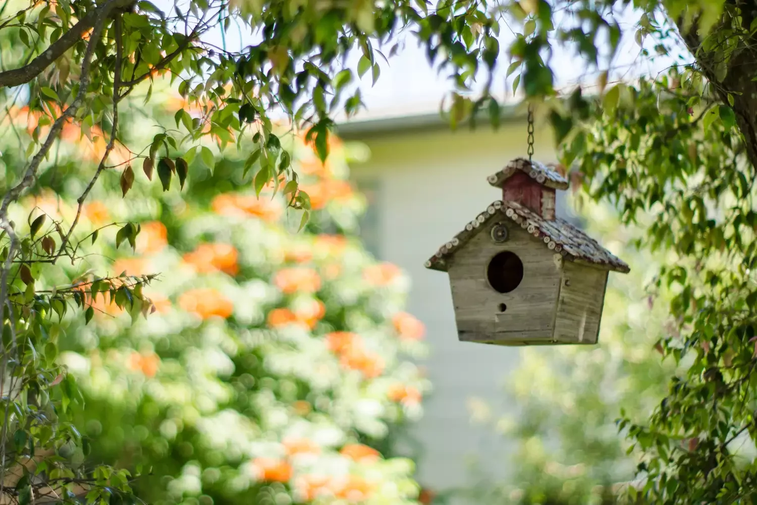 23 Budget-Friendly Front Yard Makeover Ideas That Will Wow Your Neighbors Hang Up a Birdhouse