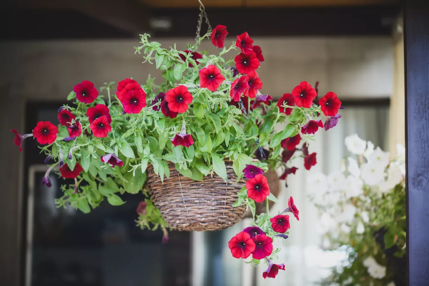 10 Raised Garden Bed Ideas That Maximize Small Spaces Hanging Baskets