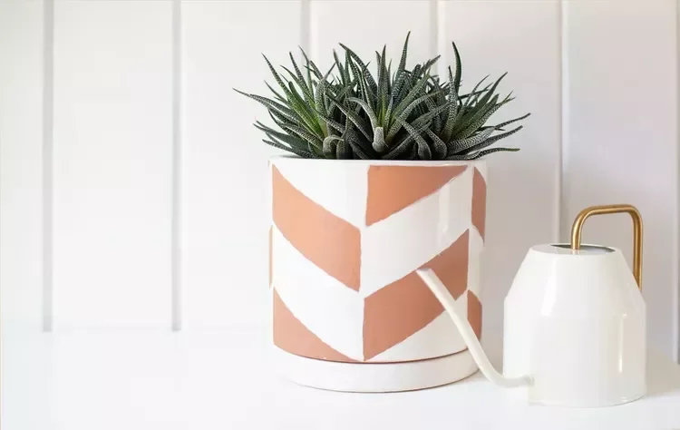 30 Beautiful Indoor Plants That Will Transform Your Home Into a Green Paradise 4 Haworthia