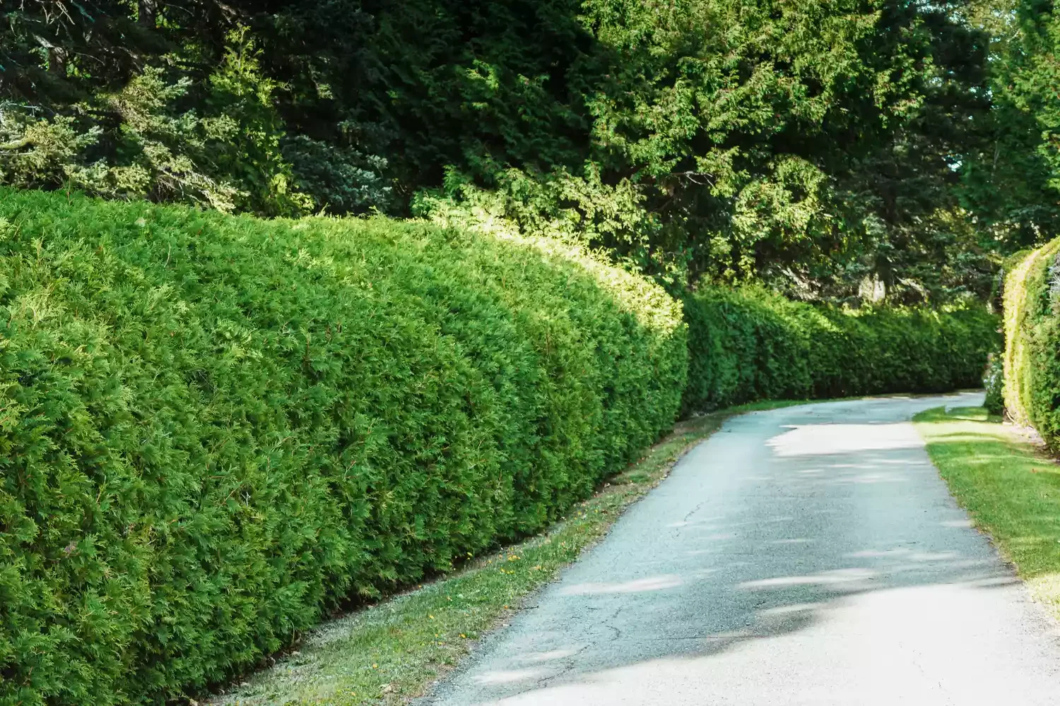 6 Creative Ways to Design Your Property Boundaries Hedges for Natural Fences